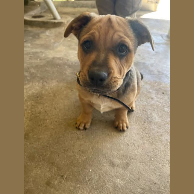 Photo of Basil