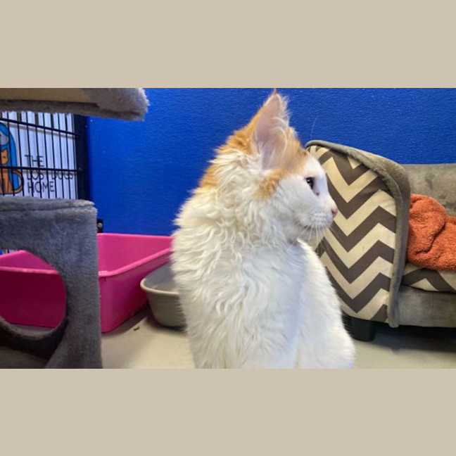 Photo of Mango