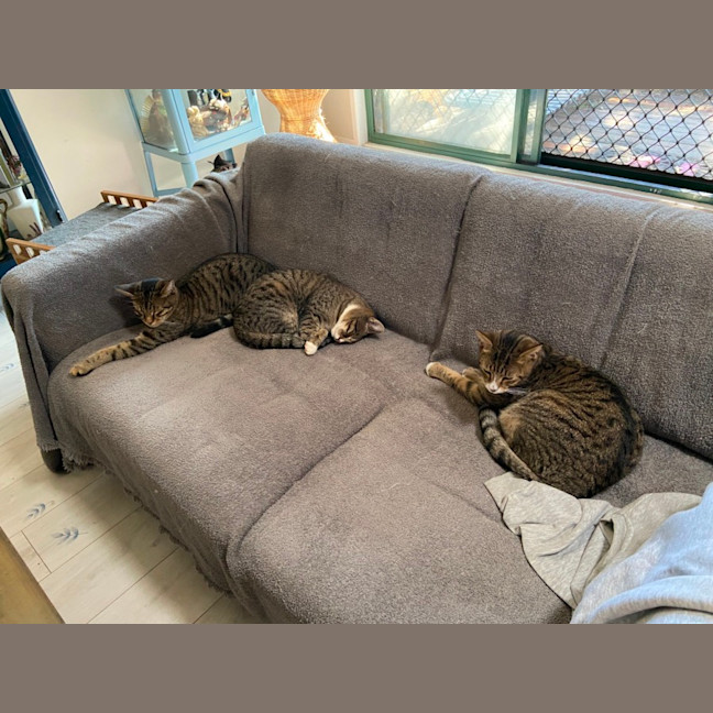 Photo of Ron (Weasley) Of Harry Potter Fame