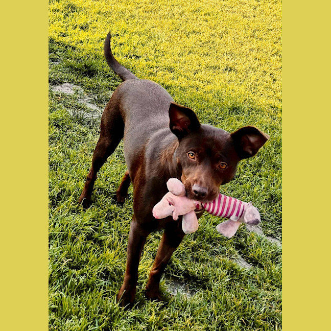 Photo of Toontjies