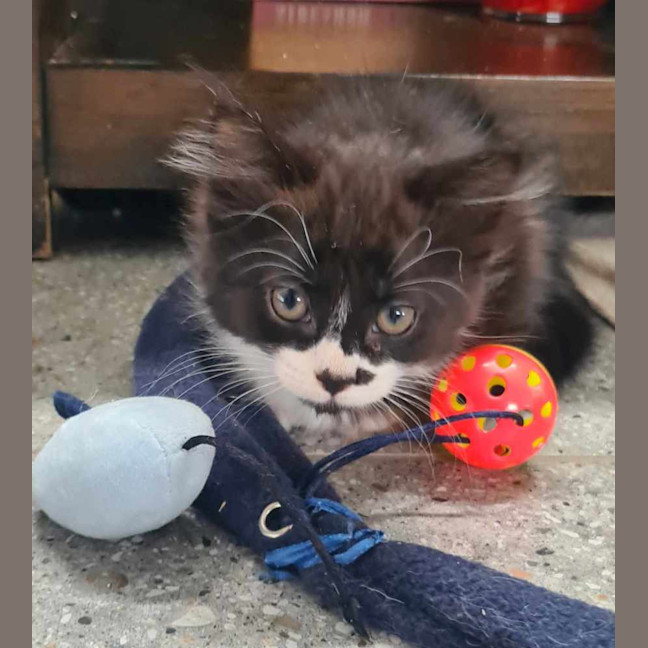 Photo of Smudge