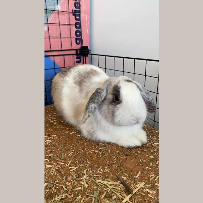 Photo of Harry Hopper