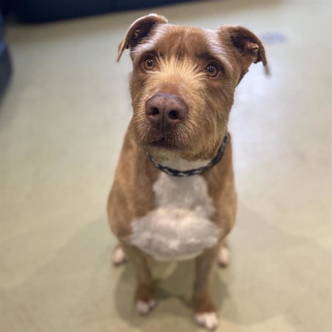 Photo of Buddy