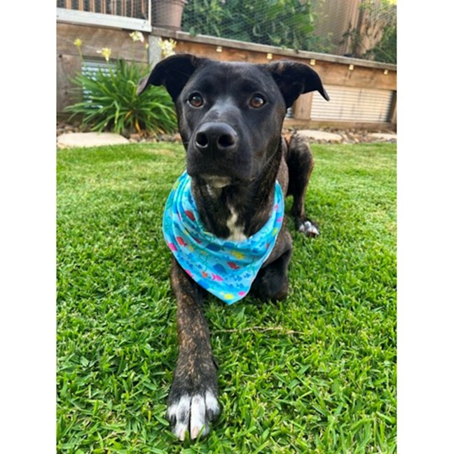 Photo of Tyson *$250 Adoption Fee*