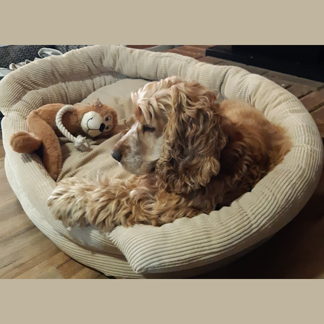 Photo of Ruby