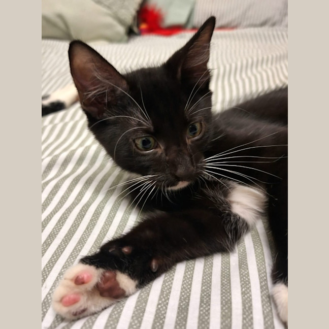 Photo of Juno