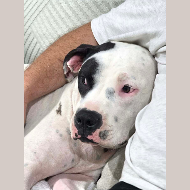 Photo of Sarge