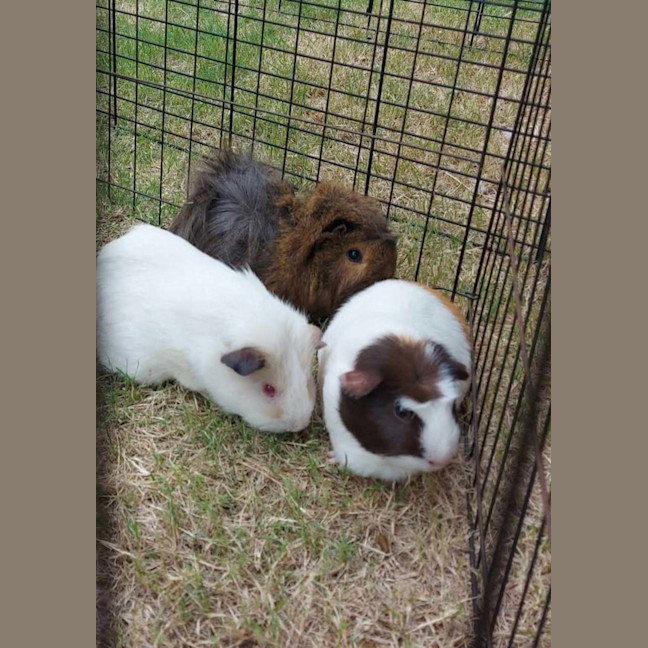 Photo of Snowcone, Summer & Chocko