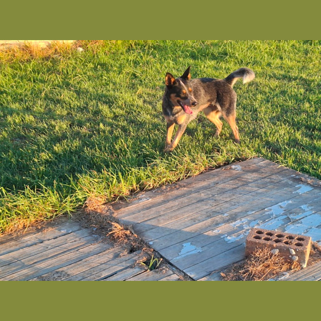 Photo of Shelby