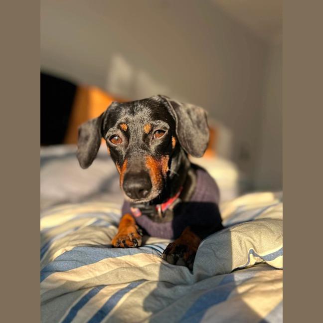 Photo of Ollie