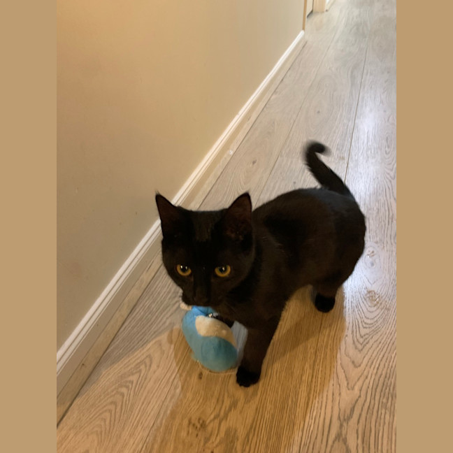 Photo of Nala (Was Wilma)