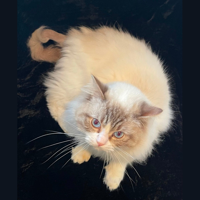 Photo of Fudge