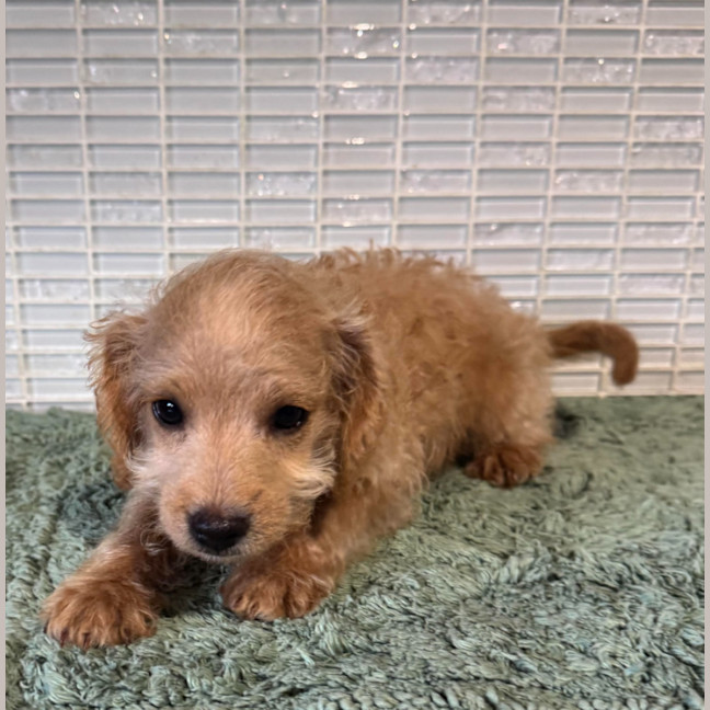 Photo of Scruffy 
