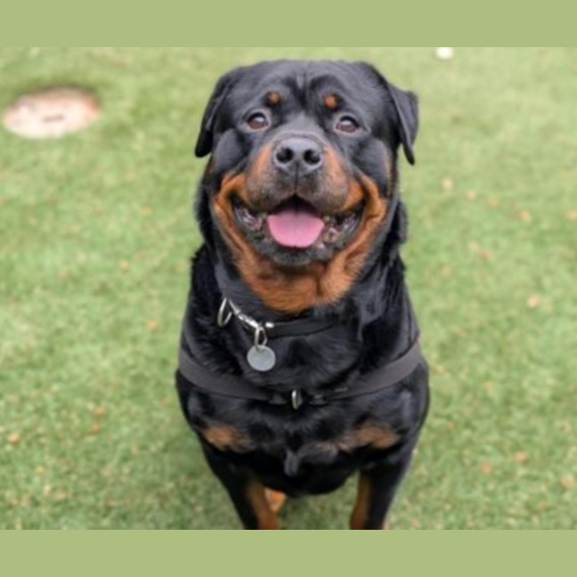 Photo of Jax