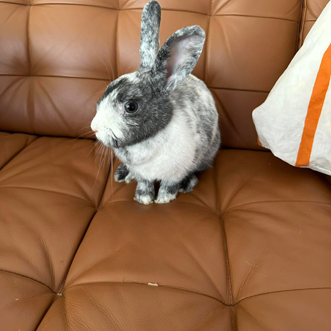 Photo of Cotton