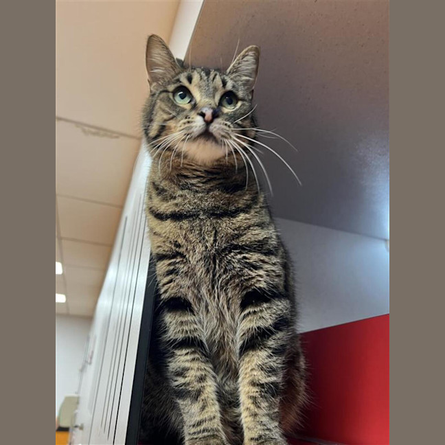 Photo of Zelda