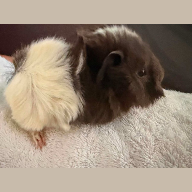 Photo of Maverick & Goose