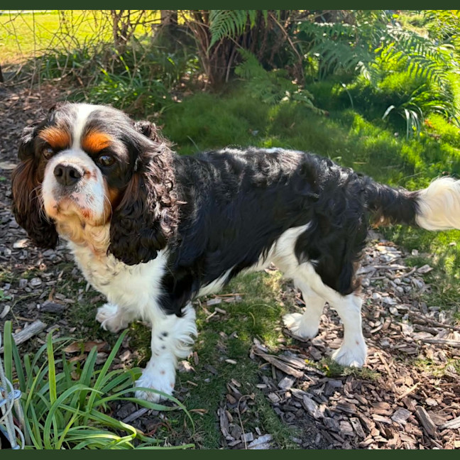 Photo of Teddy