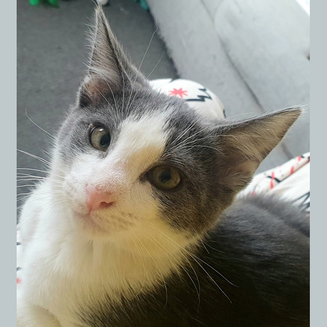 Photo of Mimosa