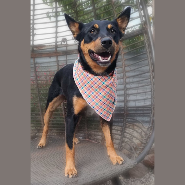Photo of Luna