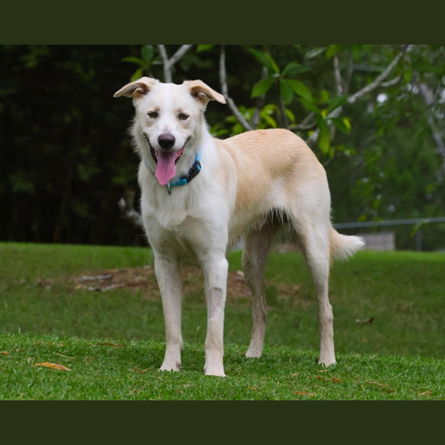 Photo of Boomba