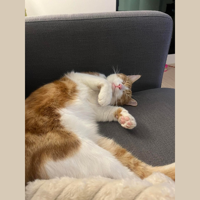 Photo of Pumpkin Patrol Officer