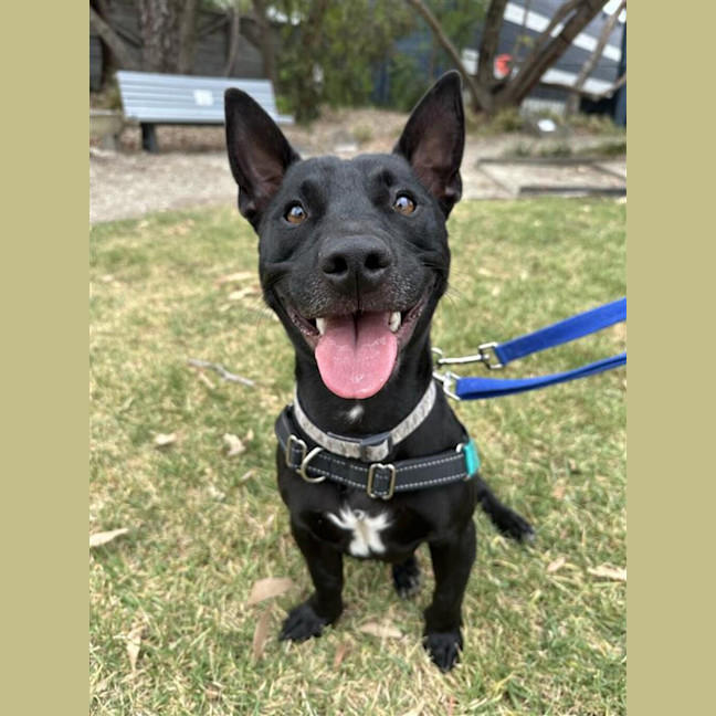 Photo of Jinx