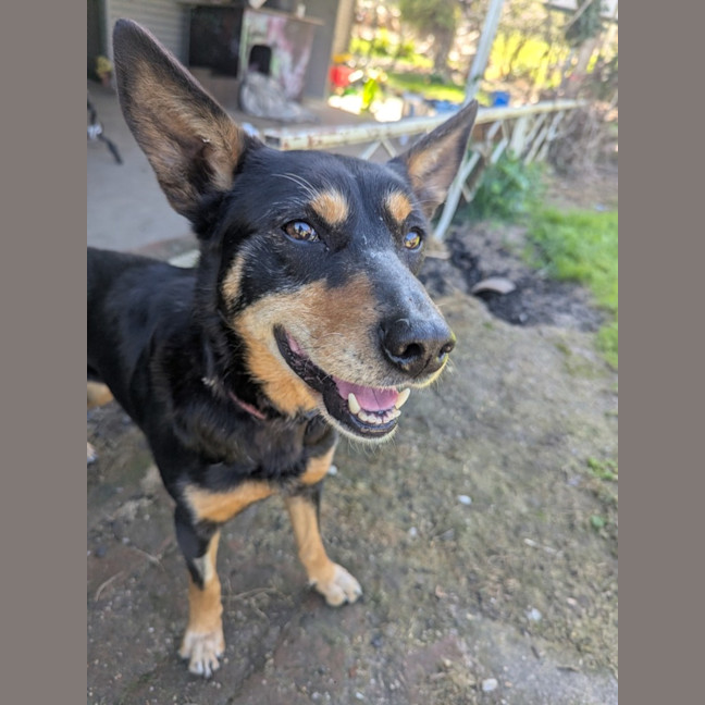 Photo of Pip