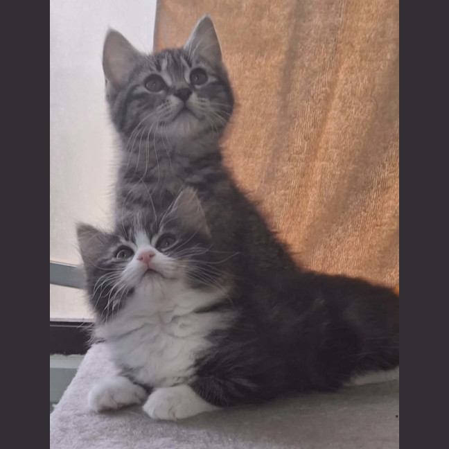 Photo of Lorrie *9 Lives Project Rescue*