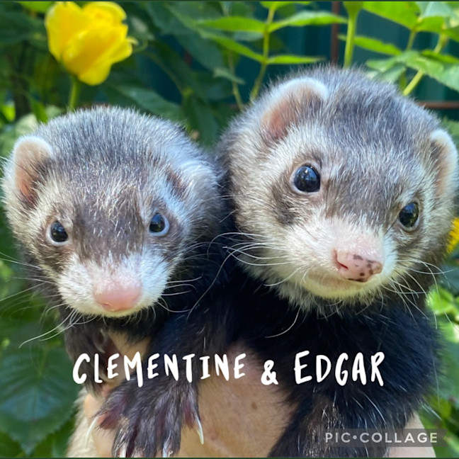 Photo of Edgar & Clementine 