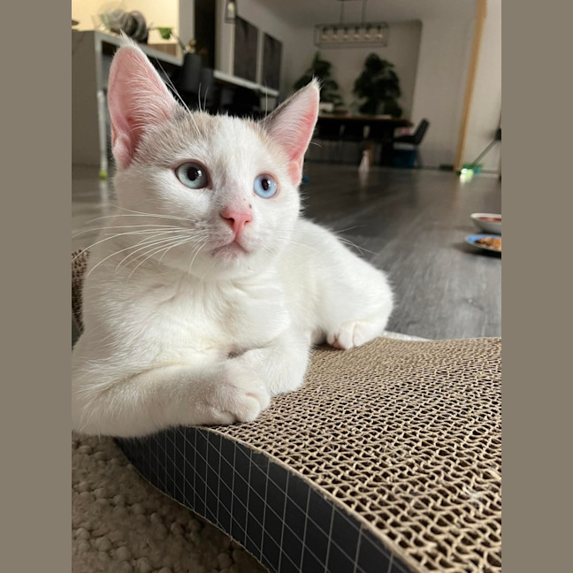 Photo of Vanilla 
