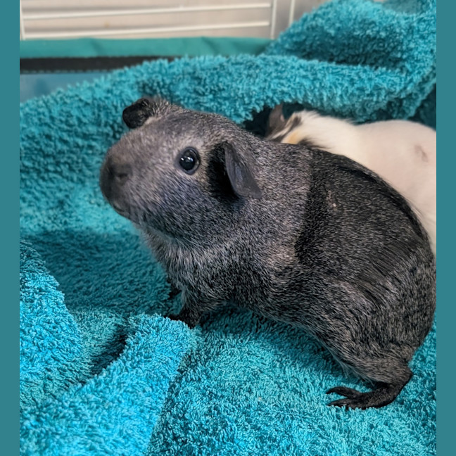 Photo of Penny