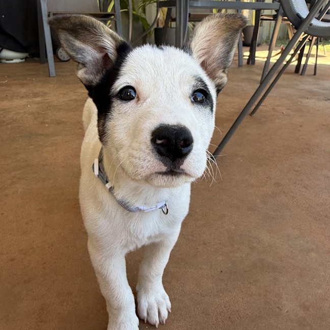 Photo of Rascal