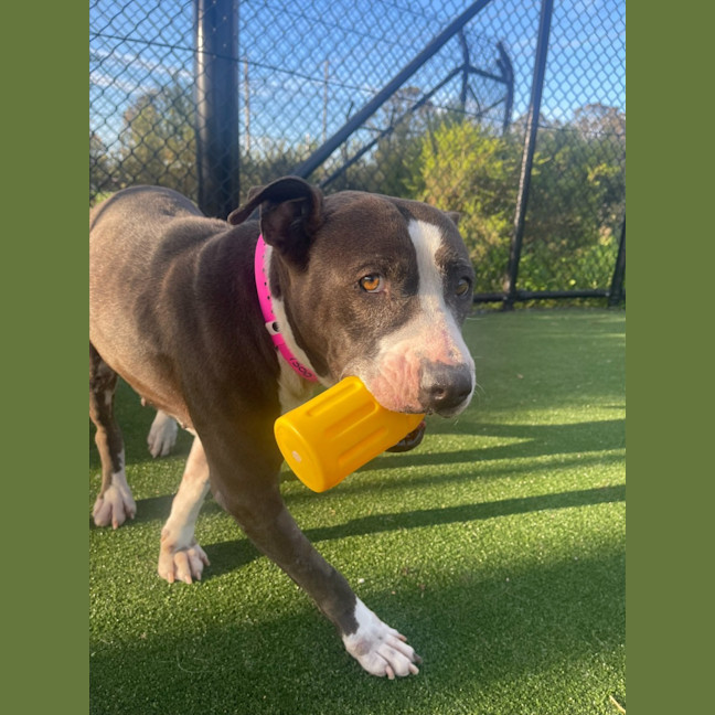 Photo of Roxy Imp 1300