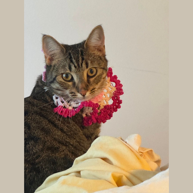 Photo of Genki