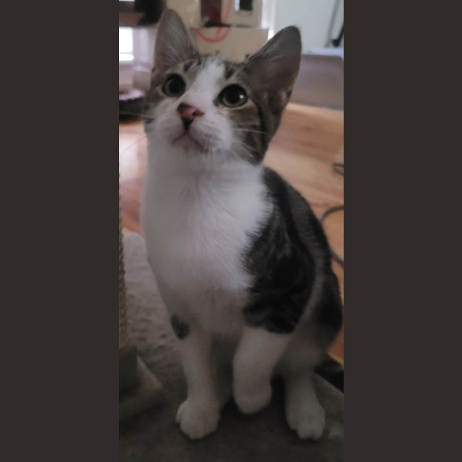 Photo of Oreo