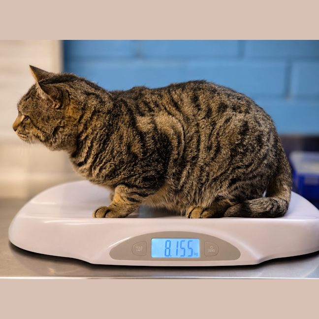 Photo of Chonky