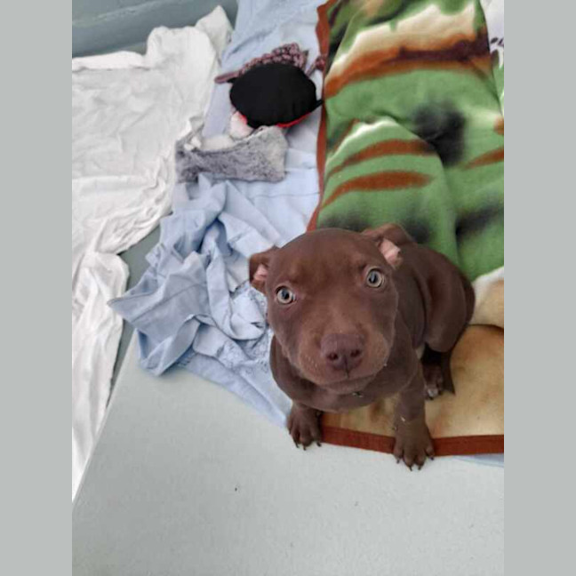 Photo of Lola