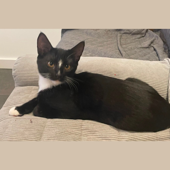 Photo of Sylverster & Gus