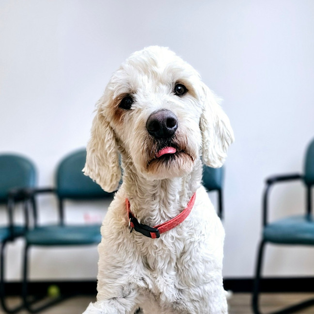 Photo of Daisy