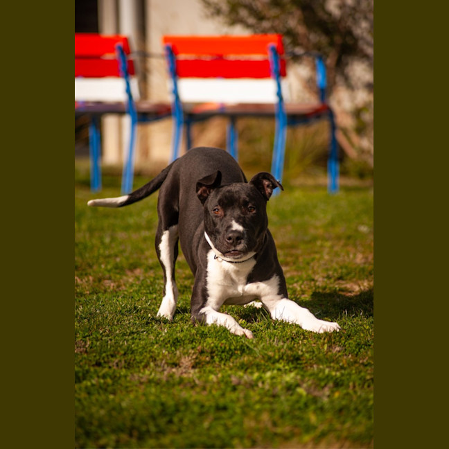 Photo of Toby