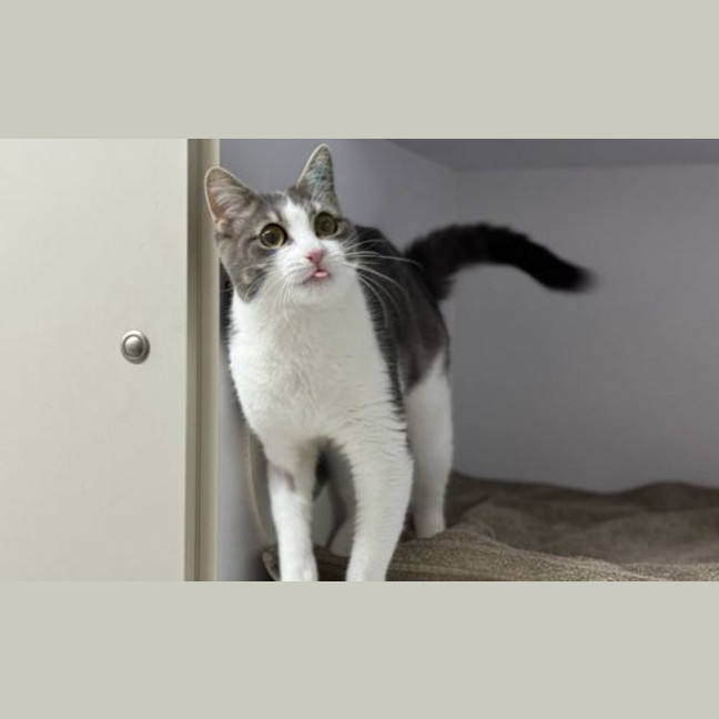 Photo of Penny