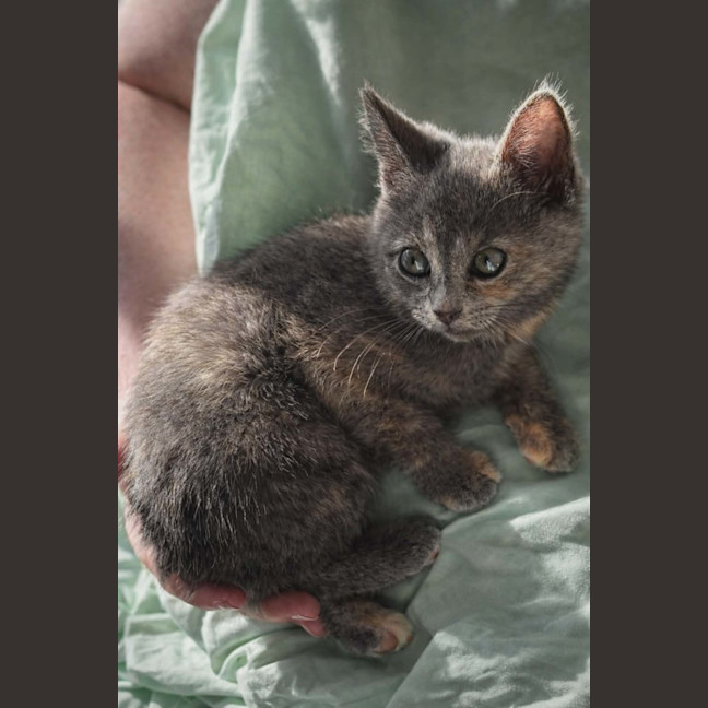 Photo of Cosmo, Stormy, Sable And Kalla