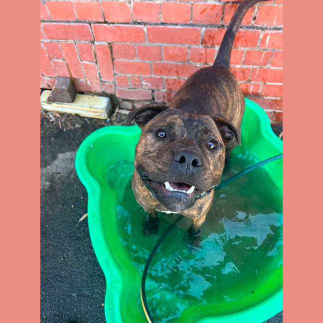 Photo of Ralphy Aka Wreck It Ralph