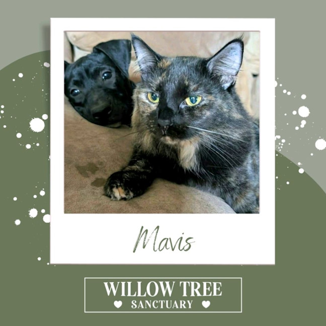 Photo of Mavis