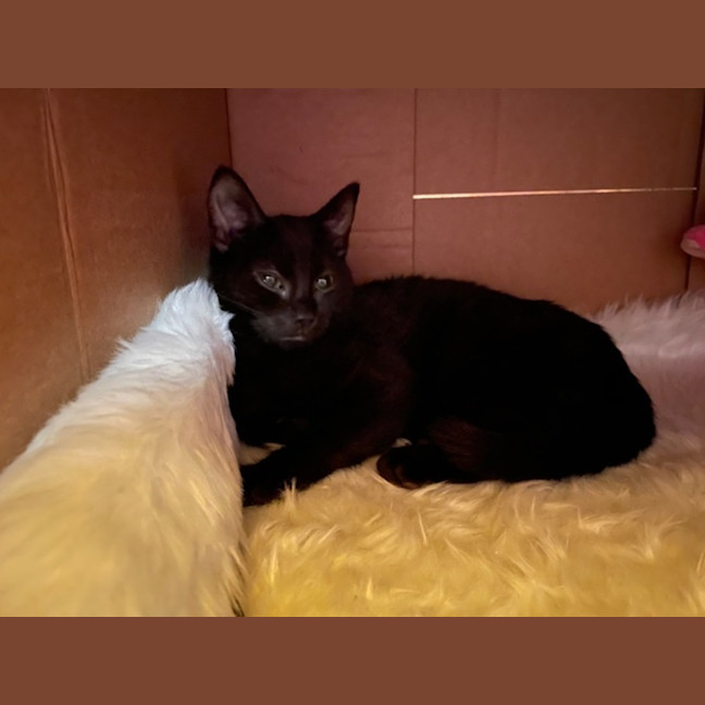 Photo of Sir Cuddles A Lot   6 Month Old Domestic Sh