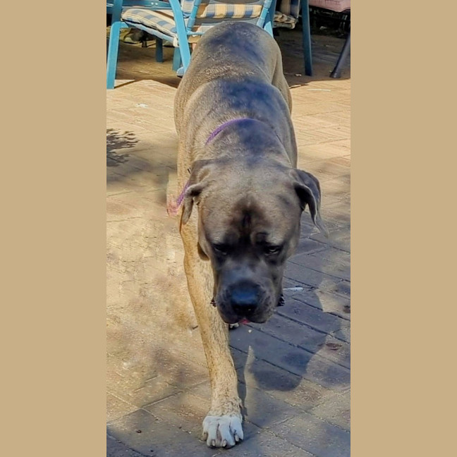 Photo of Tyrrell (Tyr)