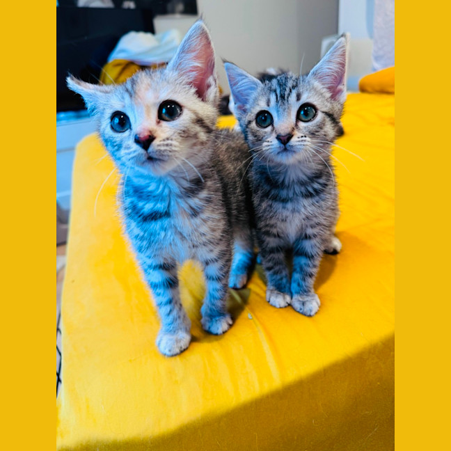 Photo of Twinkles 🌟