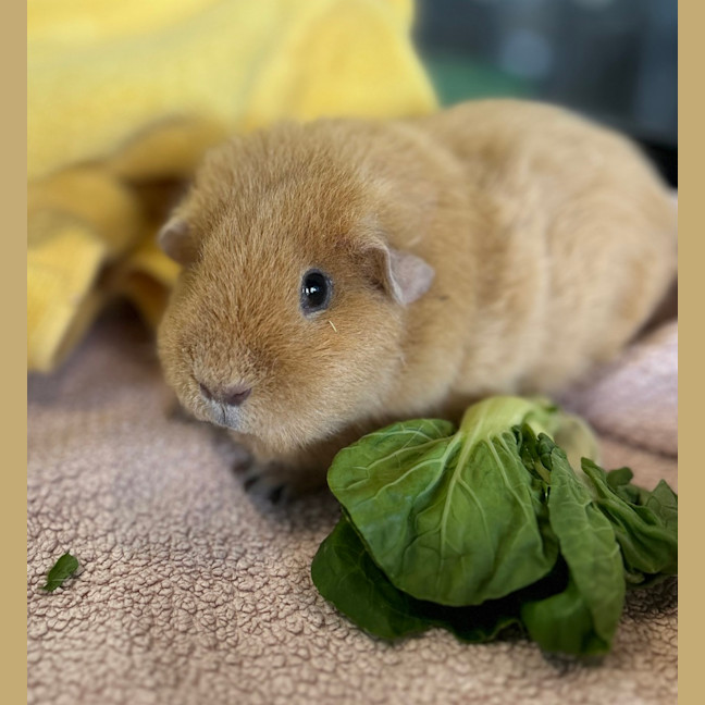 Photo of Peaches (Bonded With Honey)