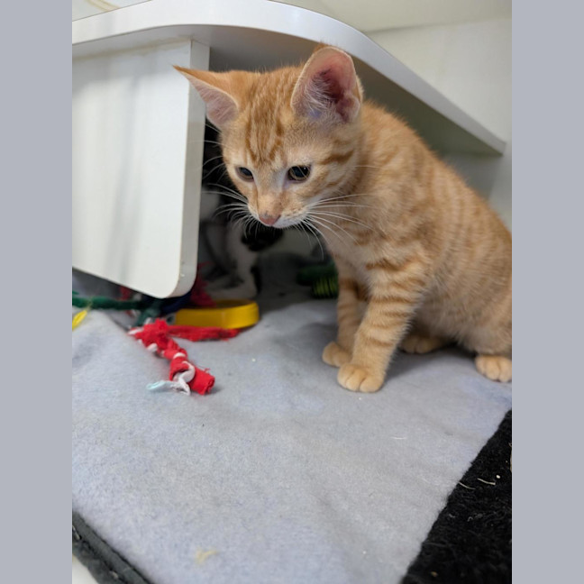 Photo of Ranga